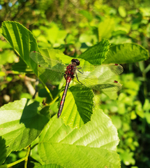 Leucorrhinia rubicunda