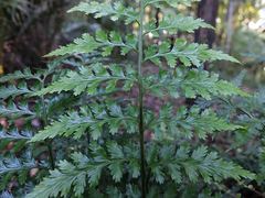 Asplenium lamprophyllum