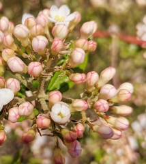 Viburnum × burkwoodii
