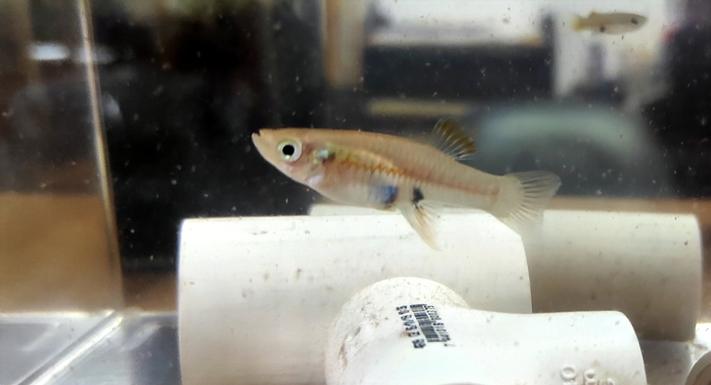 Bishop toothcarp (Brachyrhaphis episcopi) — Poeciliidae