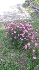 Magnoliopsida