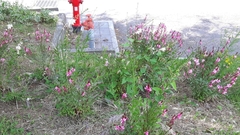 Magnoliopsida
