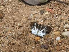 Odontoptilum pygela