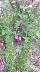 Magnoliopsida