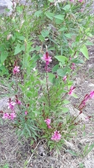 Magnoliopsida