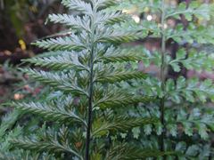 Asplenium lamprophyllum