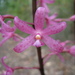 Rosy Hyacinth Orchid - Photo (c) John Tann, some rights reserved (CC BY)