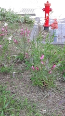Magnoliopsida