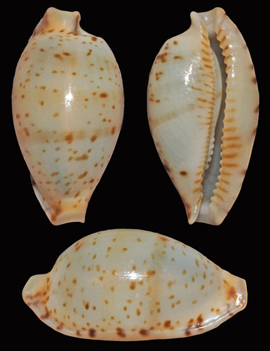 Martin's Cowrie