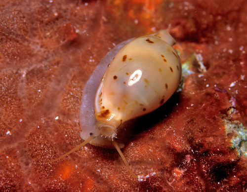 Cypraea martini observed 2006-09-23