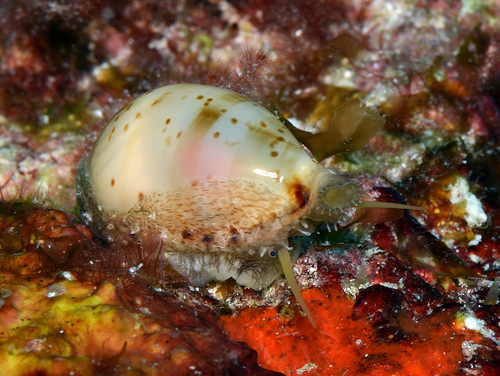 Cypraea martini observed 2016-06-04