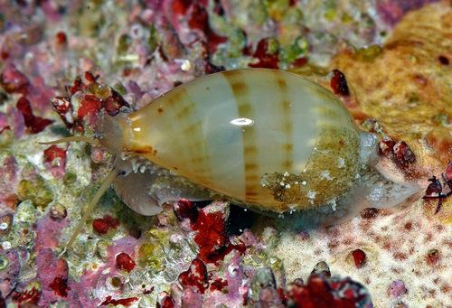 Cypraea martini observed 2016-12-24