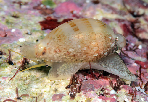 Cypraea martini observed 2016-03-05