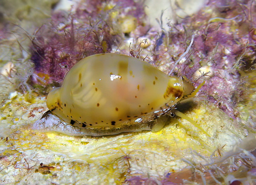 Cypraea martini observed 2010-06-19