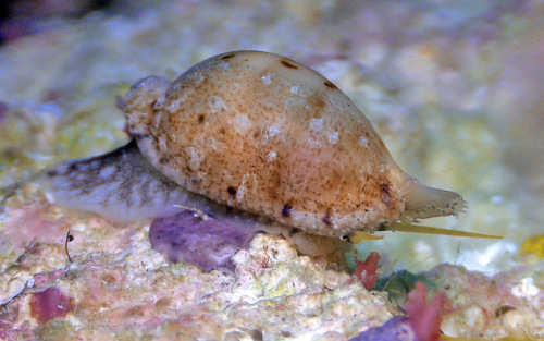 Cypraea martini observed 2016-02-06