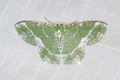 Eucyclodes insperata