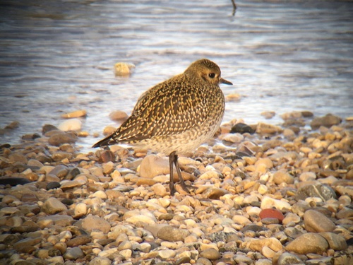 Chorlito dorado europeo (Pluvialis apricaria)