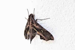 Hemeroplanes triptolemus