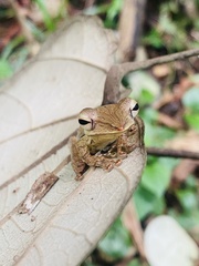 Taruga longinasus