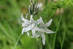 Ornithogalum nutans