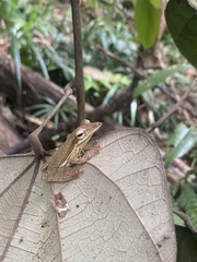 Taruga longinasus