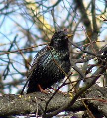 Sturnus vulgaris