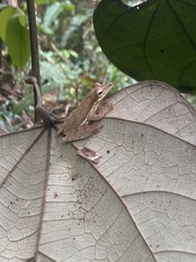 Taruga longinasus