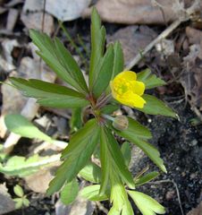 Anemonoides ranunculoides