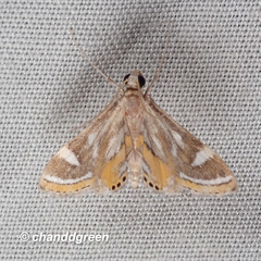 Strepsinoma croesusalis