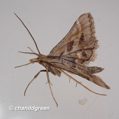 Diasemia accalis