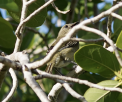 Spindalis zena benedicti