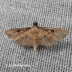Nacoleia charesalis