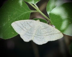 Protitame subalbaria