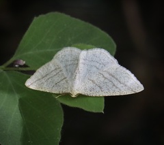 Protitame subalbaria