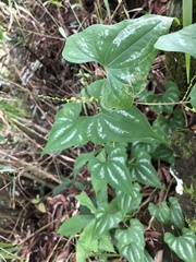 Dioscorea collettii