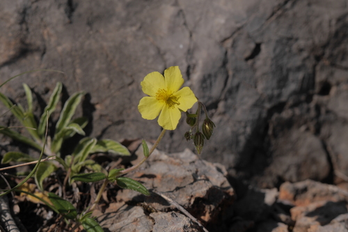 devätorník peniažtekový (Helianthemum nummularium)
