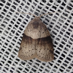 Stictane rectilinea chinesica