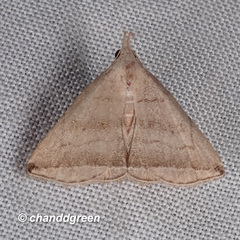 Lysimelia neleusalis