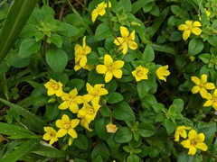 Lysimachia remota
