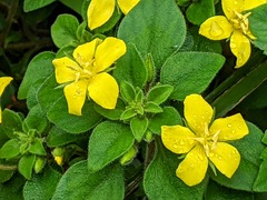 Lysimachia remota