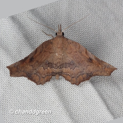 Throana pectinifer