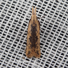 Dichomeris ochthophora