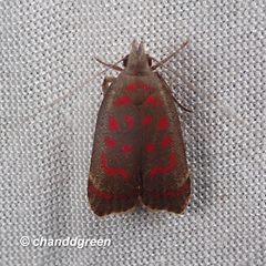 Dichomeris sandycitis