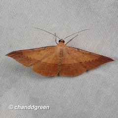 Pseudonadagara semicolor