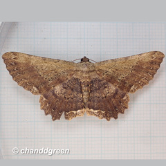 Ruttellerona pseudocessaria