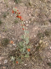 Sphaeralcea parvifolia