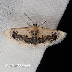 Idaea macrospila