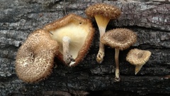 Lentinus