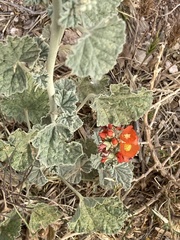Sphaeralcea parvifolia