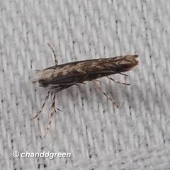 Epicephala lativalvaris